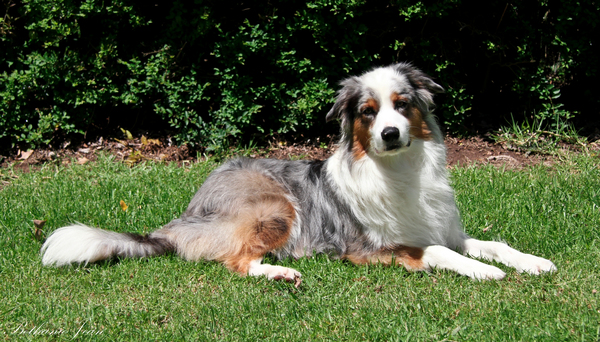 Grand Champion Comeby Sargon Ruler PT X Aust. Ch Mazazuka Dream Come Tru 06/02/2009