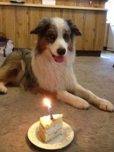 Sparky turns three!     