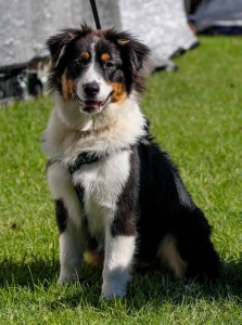 Harley aged 5 months, visiting us at a show   